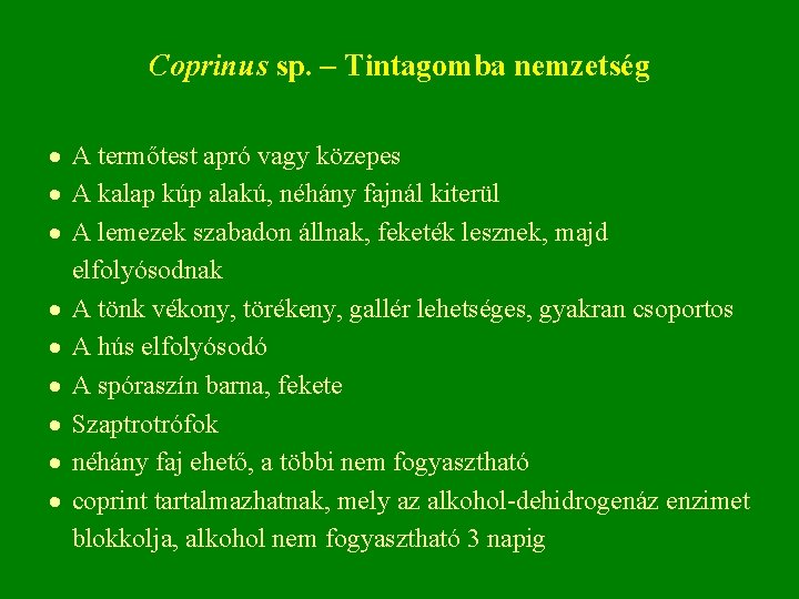 Coprinus sp. – Tintagomba nemzetség A termőtest apró vagy közepes A kalap kúp alakú,