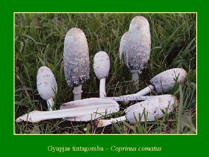 Gyapjas tintagomba – Coprinus comatus 