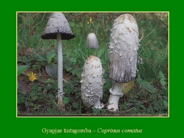 Gyapjas tintagomba – Coprinus comatus 