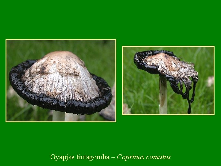 Gyapjas tintagomba – Coprinus comatus 