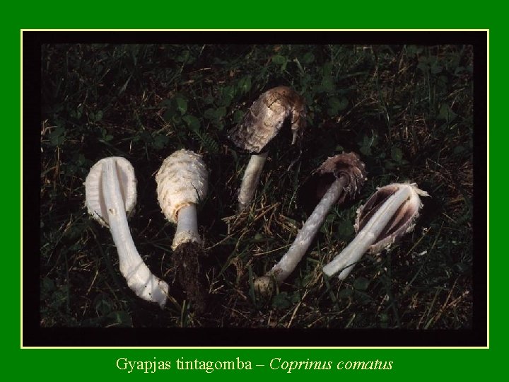 Gyapjas tintagomba – Coprinus comatus 