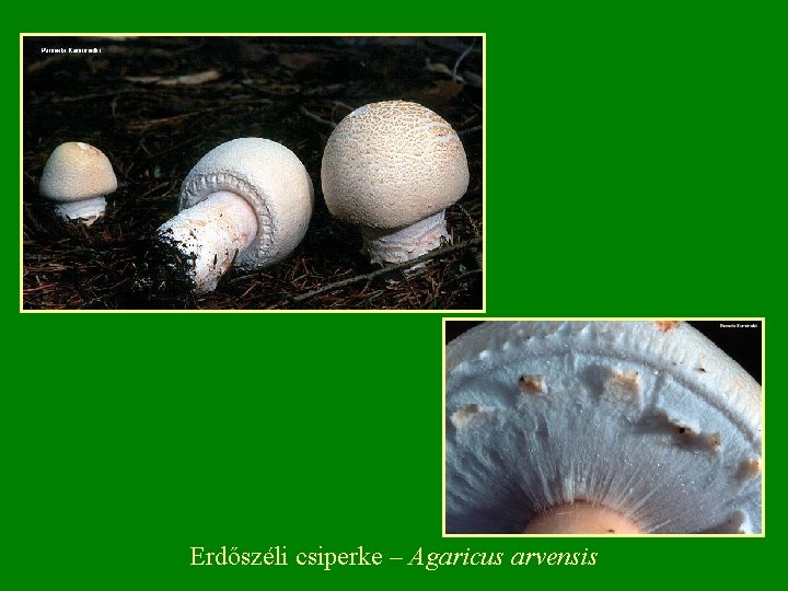 Erdőszéli csiperke – Agaricus arvensis 