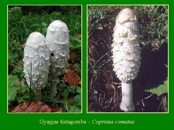 Gyapjas tintagomba – Coprinus comatus 