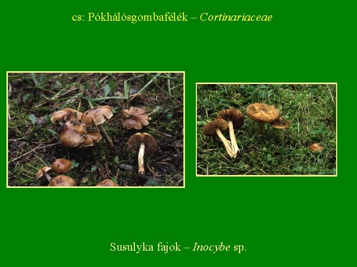 cs: Pókhálósgombafélék – Cortinariaceae Susulyka fajok – Inocybe sp. 