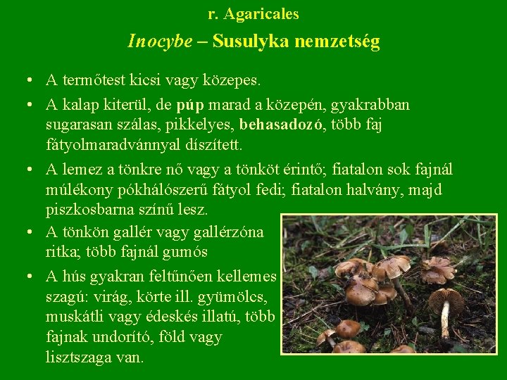 r. Agaricales Inocybe – Susulyka nemzetség • A termőtest kicsi vagy közepes. • A