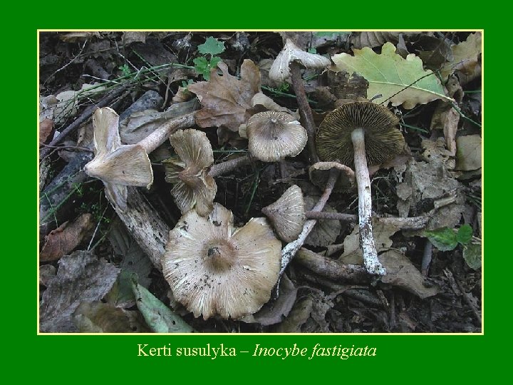 Kerti susulyka – Inocybe fastigiata 