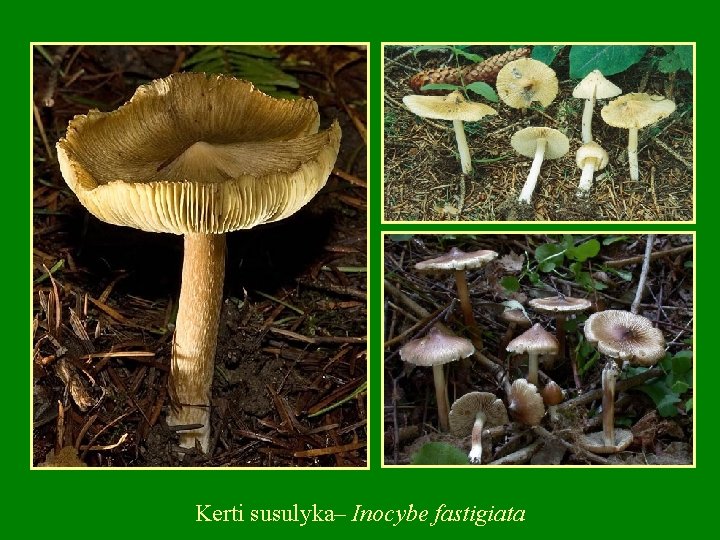 Kerti susulyka– Inocybe fastigiata 