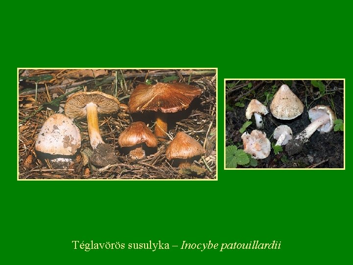 Téglavörös susulyka – Inocybe patouillardii 