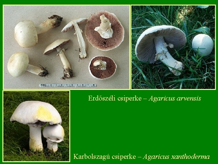 Erdőszéli csiperke – Agaricus arvensis Karbolszagú csiperke – Agaricus xanthoderma 