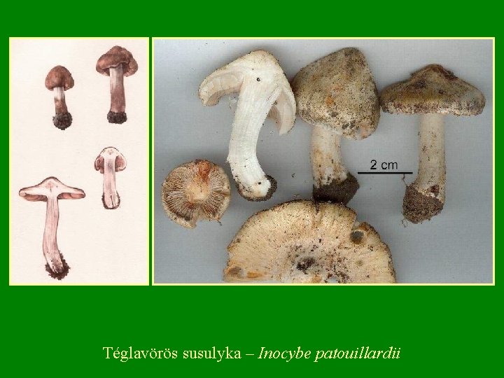 Téglavörös susulyka – Inocybe patouillardii Téglavörös susulyka – Inocybe patouillardii