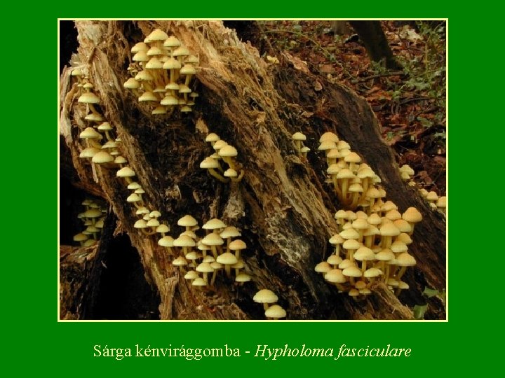 Sárga kénvirággomba Hypholoma fasciculare 