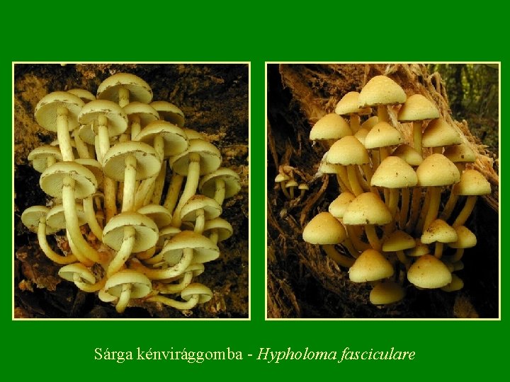 Sárga kénvirággomba Hypholoma fasciculare 