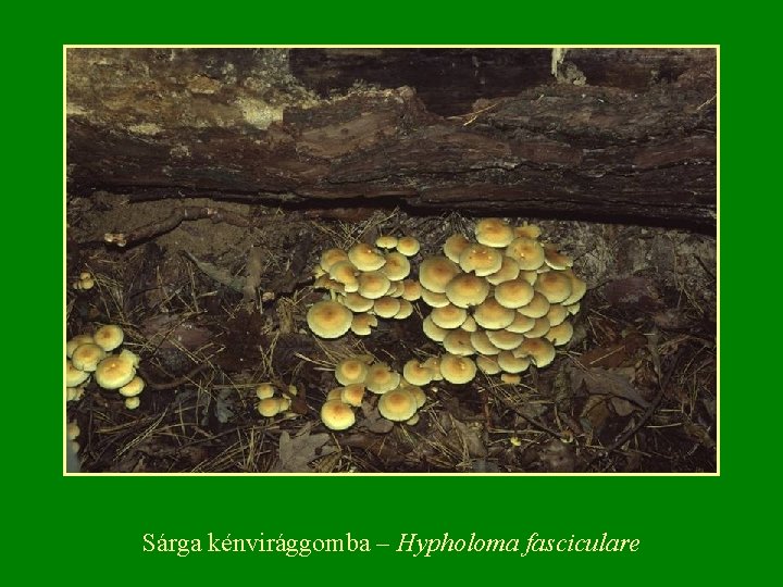 Sárga kénvirággomba – Hypholoma fasciculare 