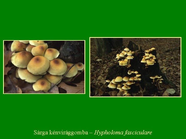 Sárga kénvirággomba – Hypholoma fasciculare 