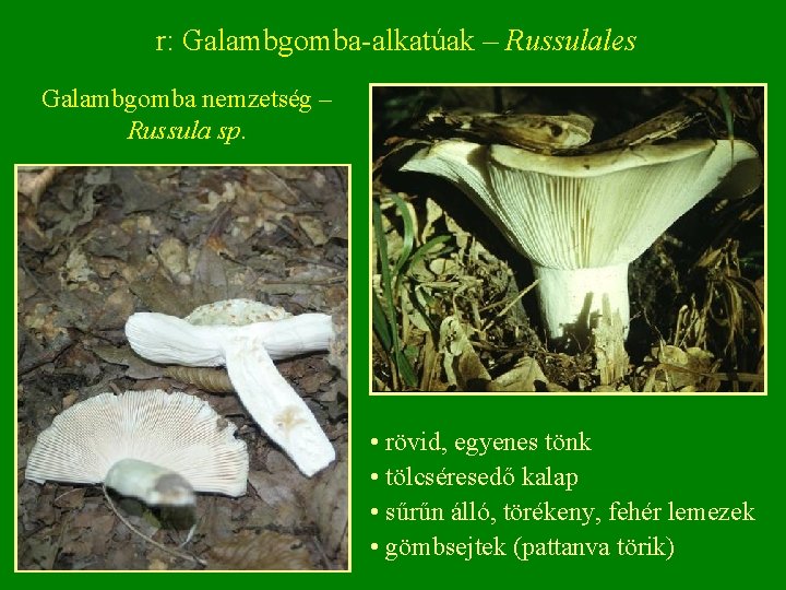 r: Galambgomba alkatúak – Russulales Galambgomba nemzetség – Russula sp. • rövid, egyenes tönk