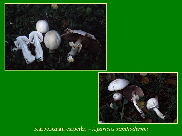 Karbolszagú csiperke – Agaricus xanthoderma 