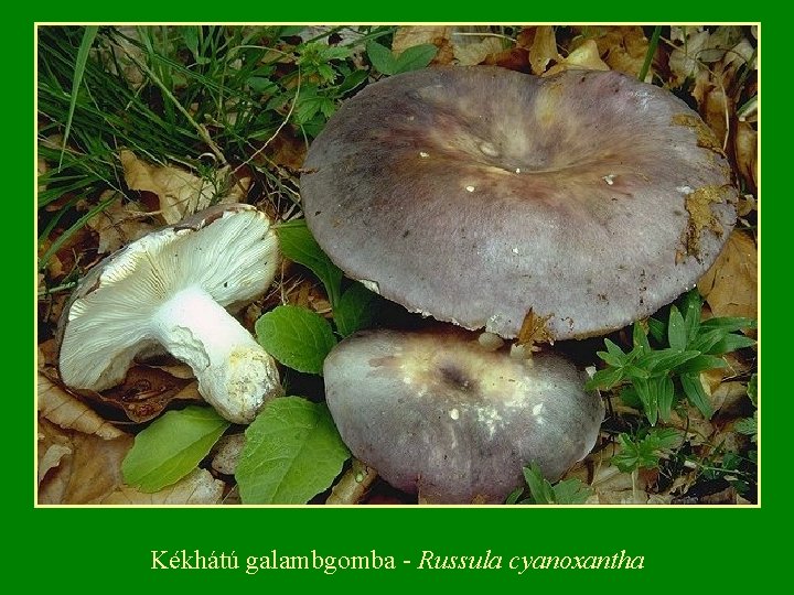 Kékhátú galambgomba Russula cyanoxantha 