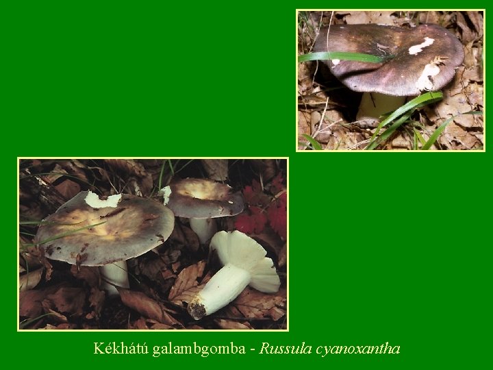 Kékhátú galambgomba Russula cyanoxantha 