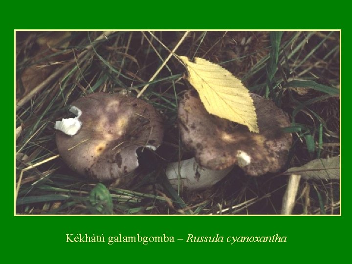 Kékhátú galambgomba – Russula cyanoxantha 