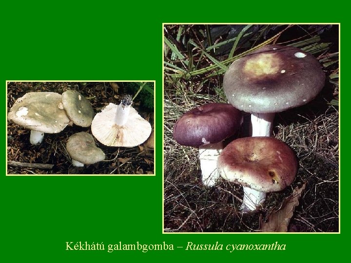 Kékhátú galambgomba – Russula cyanoxantha 