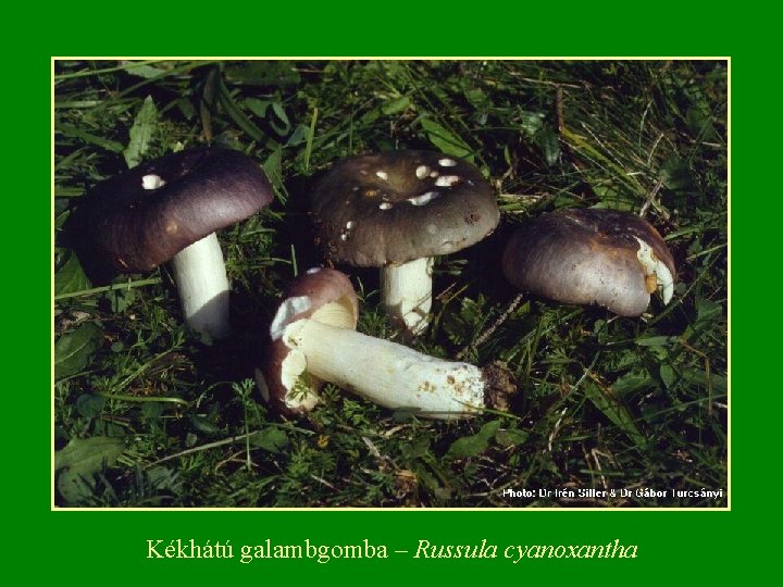 Kékhátú galambgomba – Russula cyanoxantha 