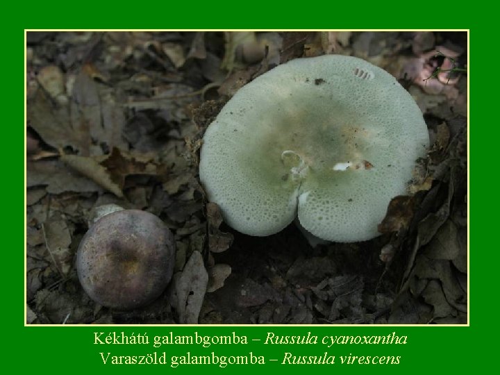 Kékhátú galambgomba – Russula cyanoxantha Varaszöld galambgomba – Russula virescens Kékhátú galambgomba – Russula cyanoxantha Varaszöld galambgomba – Russula virescens