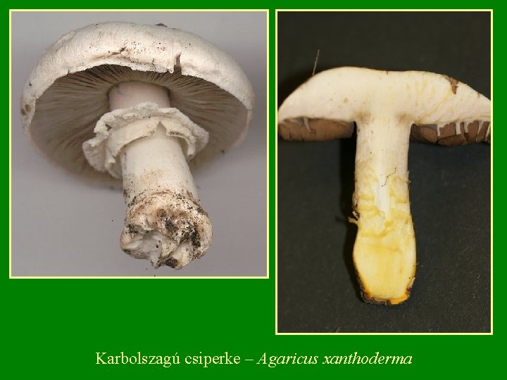Karbolszagú csiperke – Agaricus xanthoderma Karbolszagú csiperke – Agaricus xanthoderma