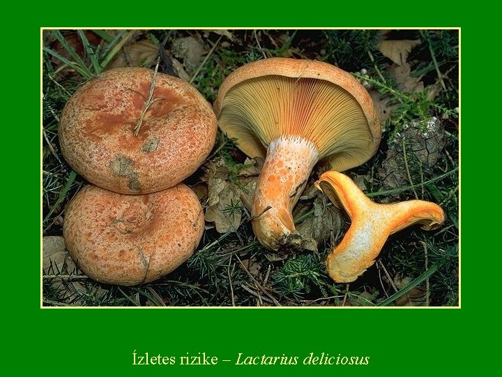 Ízletes rizike – Lactarius deliciosus Ízletes rizike – Lactarius deliciosus