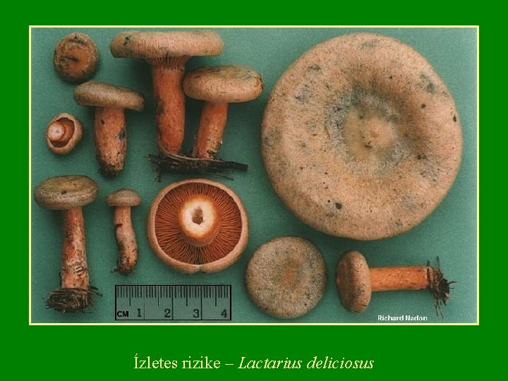 Ízletes rizike – Lactarius deliciosus 