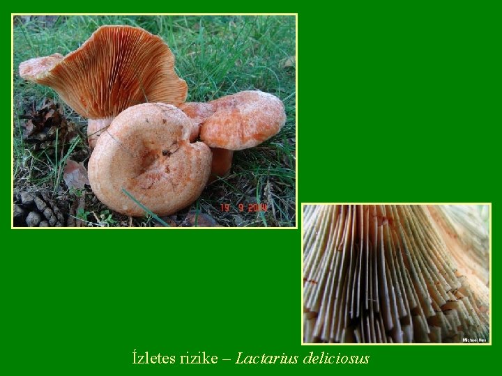 Ízletes rizike – Lactarius deliciosus 