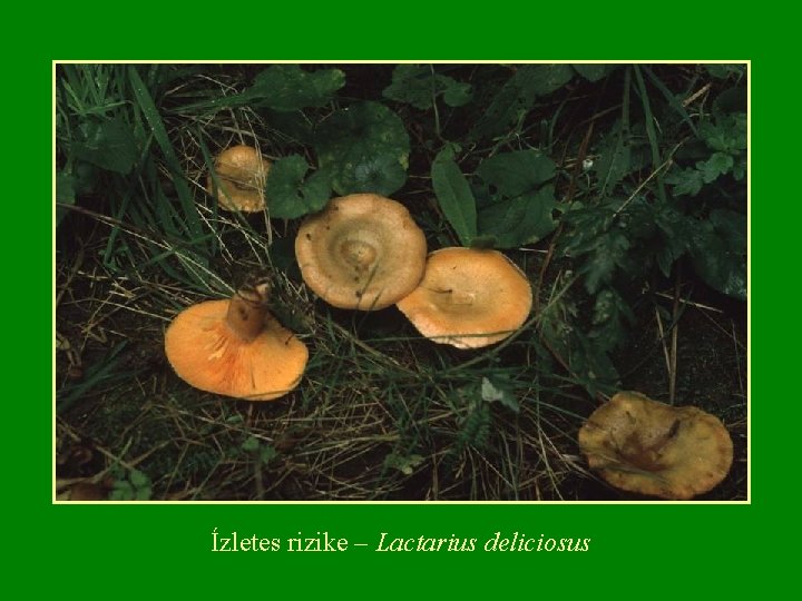 Ízletes rizike – Lactarius deliciosus 