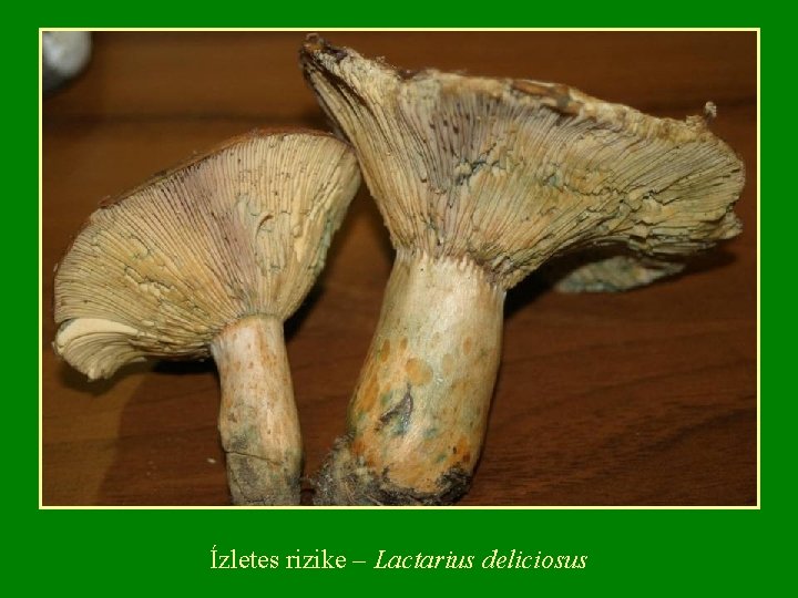 Ízletes rizike – Lactarius deliciosus 