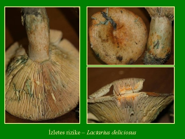 Ízletes rizike – Lactarius deliciosus 