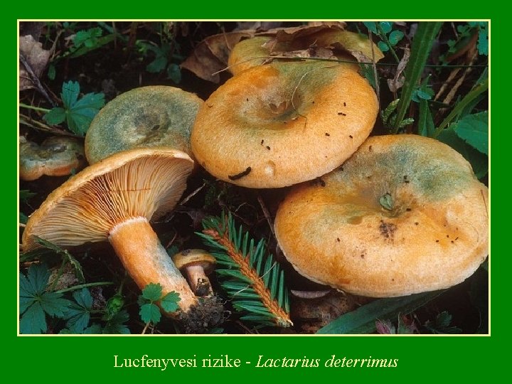 Lucfenyvesi rizike Lactarius deterrimus 