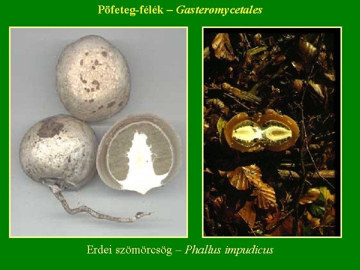 Pöfeteg-félék – Gasteromycetales Erdei szömörcsög – Phallus impudicus Pöfeteg-félék – Gasteromycetales Erdei szömörcsög – Phallus impudicus