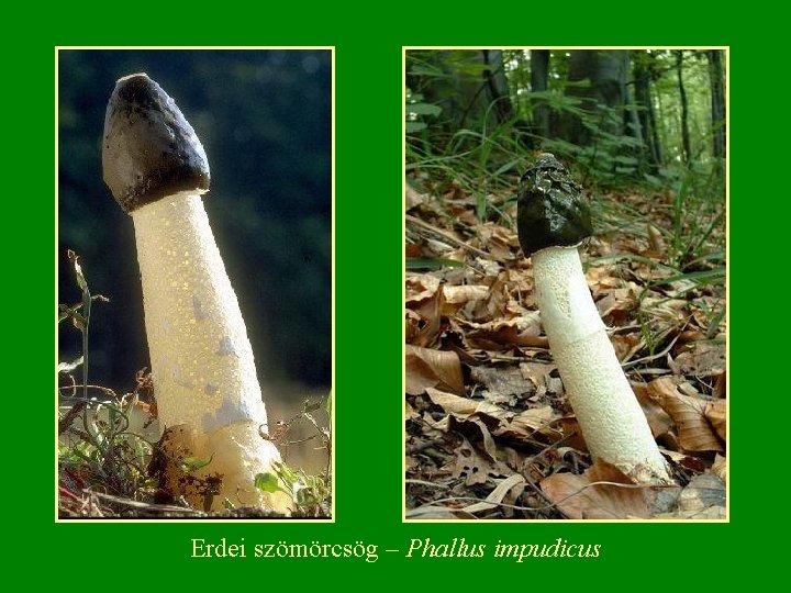 Erdei szömörcsög – Phallus impudicus 