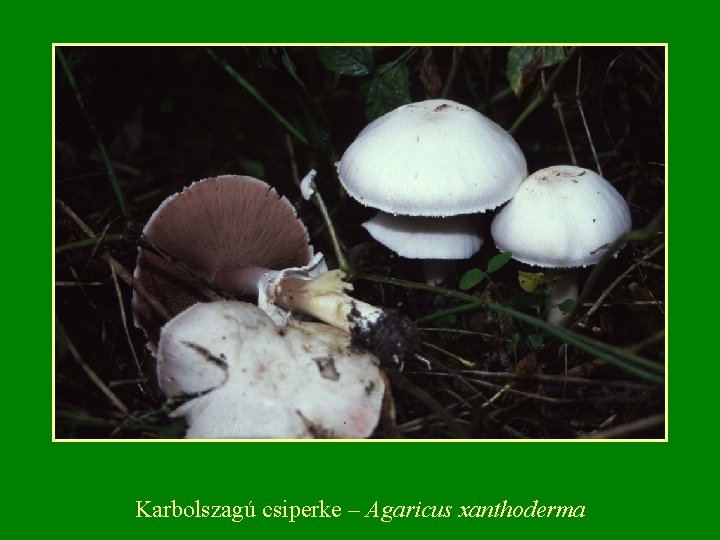 Karbolszagú csiperke – Agaricus xanthoderma Karbolszagú csiperke – Agaricus xanthoderma