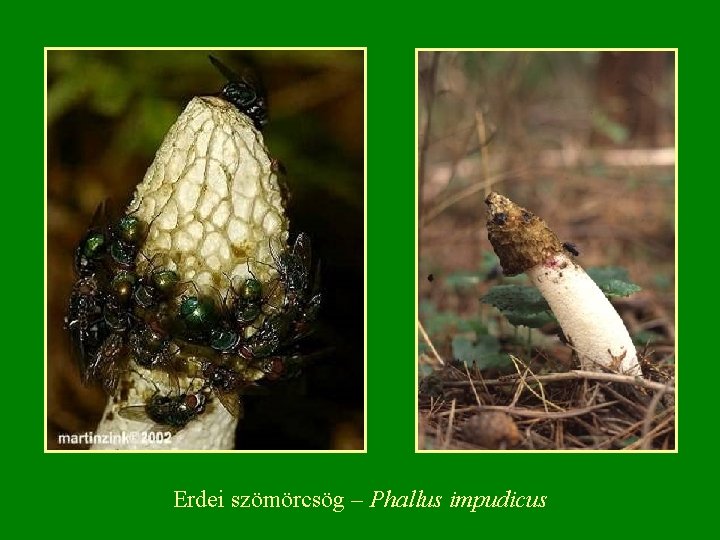 Erdei szömörcsög – Phallus impudicus 