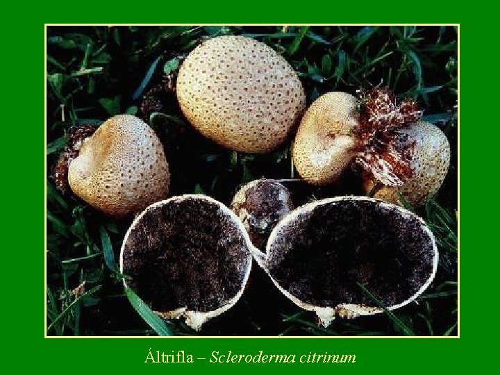 Áltrifla – Scleroderma citrinum 