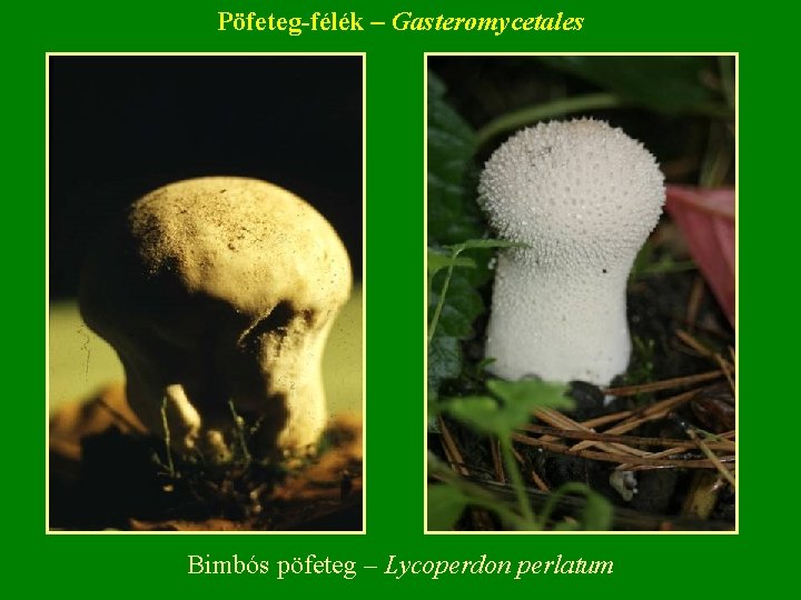 Pöfeteg-félék – Gasteromycetales Bimbós pöfeteg – Lycoperdon perlatum Pöfeteg-félék – Gasteromycetales Bimbós pöfeteg – Lycoperdon perlatum