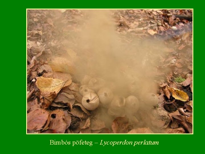 Bimbós pöfeteg – Lycoperdon perlatum 