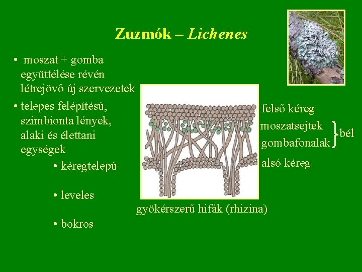 Zuzmók – Lichenes • moszat + gomba együttélése révén létrejövő új szervezetek • telepes