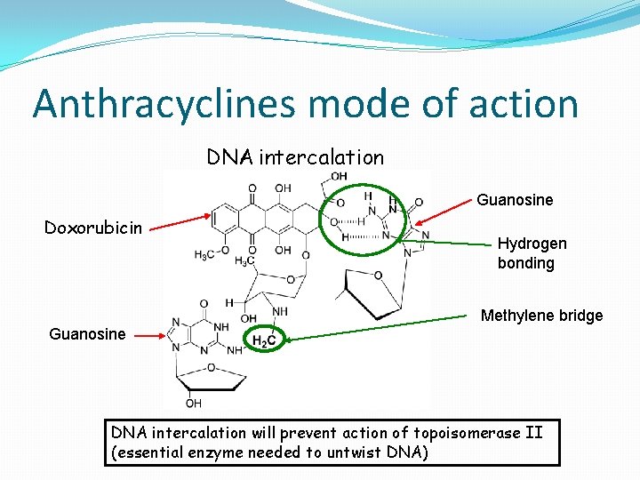 Anthracyclines mode of action DNA intercalation Guanosine Doxorubicin Hydrogen bonding Methylene bridge Guanosine DNA