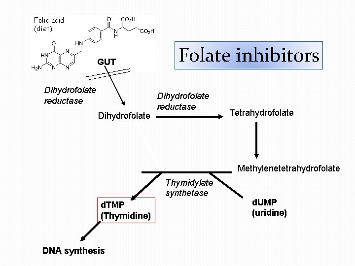 Folic acid (diet) GUT Dihydrofolate reductase Dihydrofolate Folate inhibitors Dihydrofolate reductase Tetrahydrofolate Methylenetetrahydrofolate Thymidylate