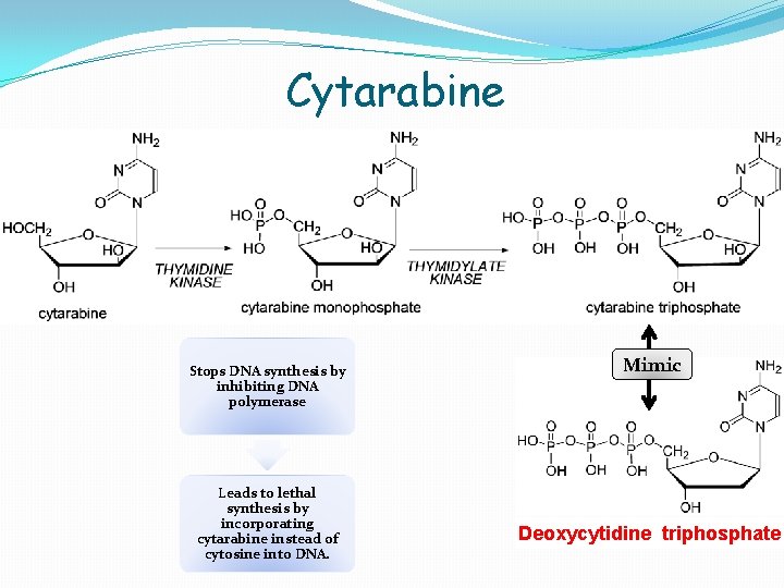 Cytarabine Stops DNA synthesis by inhibiting DNA polymerase Leads to lethal synthesis by incorporating