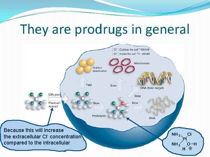 They are prodrugs in general Because this will increase the extracellular Cl- concentration compared