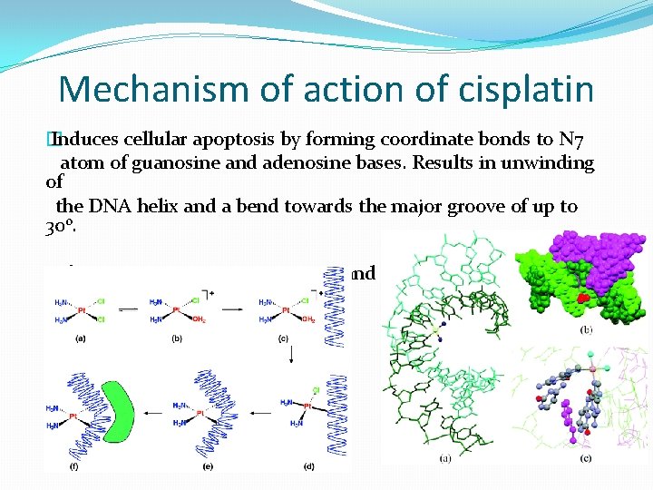 Mechanism of action of cisplatin � Induces cellular apoptosis by forming coordinate bonds to