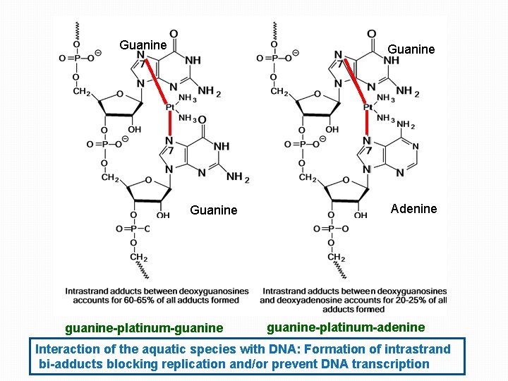 Guanine guanine-platinum-guanine Adenine guanine-platinum-adenine Interaction of the aquatic species with DNA: Formation of intrastrand