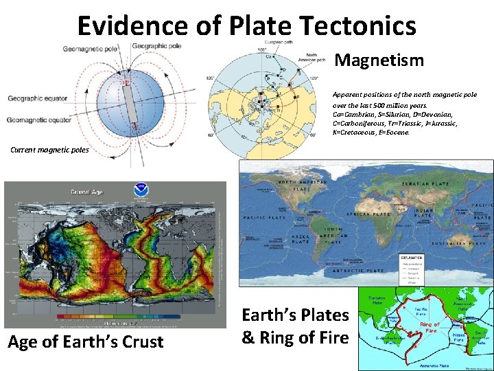 Evidence of Plate Tectonics Magnetism Apparent positions of the north magnetic pole over the