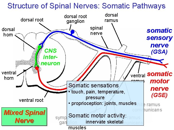 Structure of Spinal Nerves: Somatic Pathways dorsal ramus dorsal root ganglion dorsal root spinal